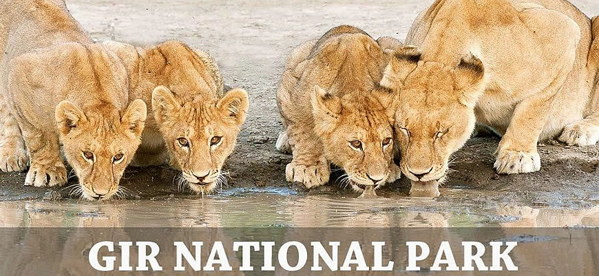 Gir National Park & Wildlife Sanctuary